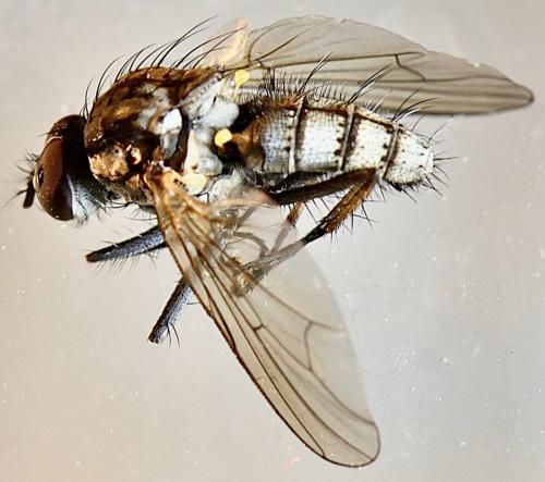 Hylemya vagans